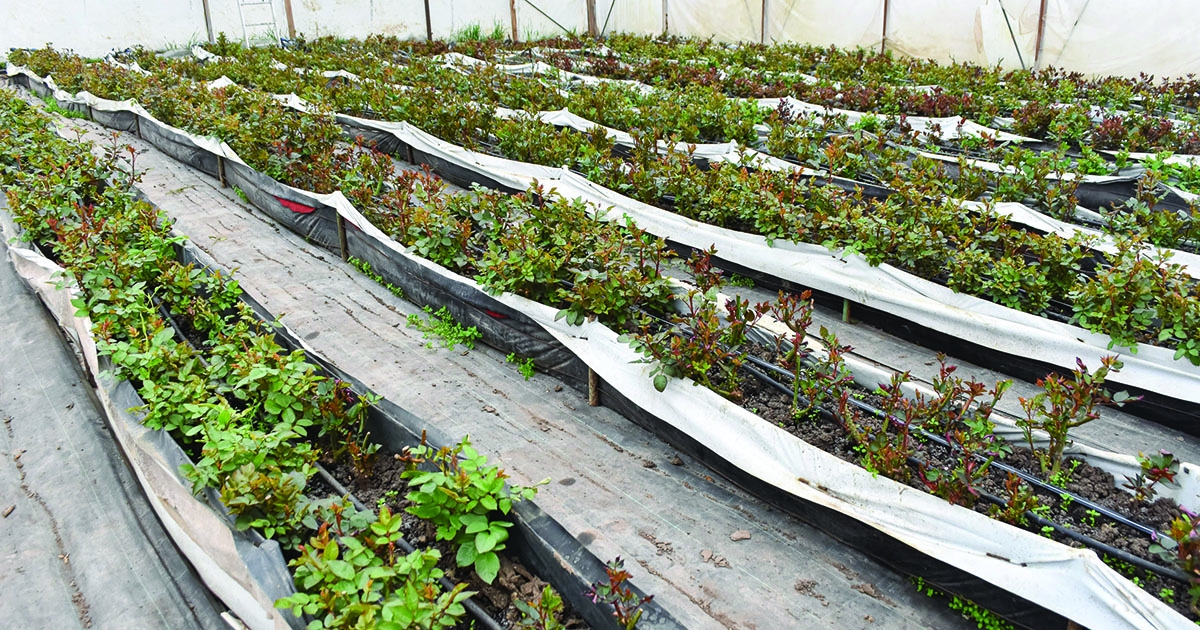 Ahol tüske nélkül is terem rózsa